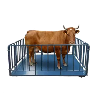 1-1.5 Ton 1.2*3 M Digital Weighting Cattle Scales Electronic Animal Scales With Lock And Fences