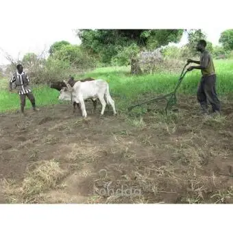 ORIGINAL OX PLOUGH MACHINE - 2