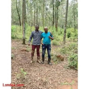 50 acres land with trees - 2