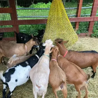 Local Goats for Sale