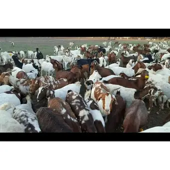 Local Goats for Sale - 3