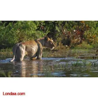 Botswana Wildlife Tour Packages - 3