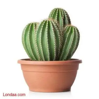 Cactus Seedling Herbal exporter to USA, Canada, Europe(+256 702869147)