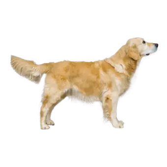 GOLDEN RETRIEVER DOG - 2