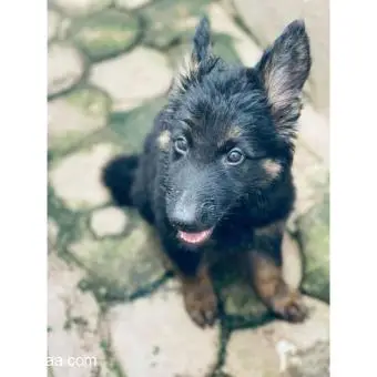German shepherds puppies available