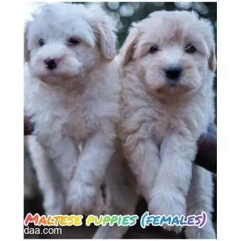 Maltese puppies - 4
