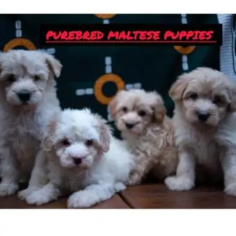 Purebred Maltese puppies - 3