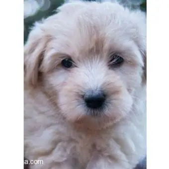 Maltese puppy - 1